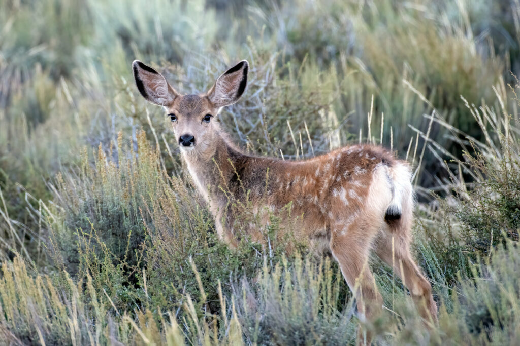 Mule Deer Buck in natural setting