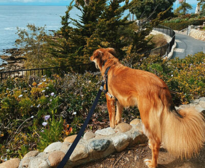 Pet-friendly beaches, trails, and restaurants in Laguna Beach