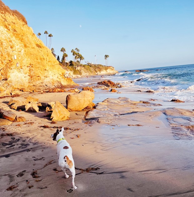 Pet-friendly beaches, trails, and restaurants in Laguna Beach