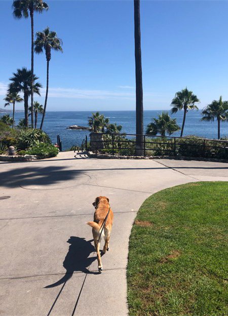 Pet-friendly beaches, trails, and restaurants in Laguna Beach