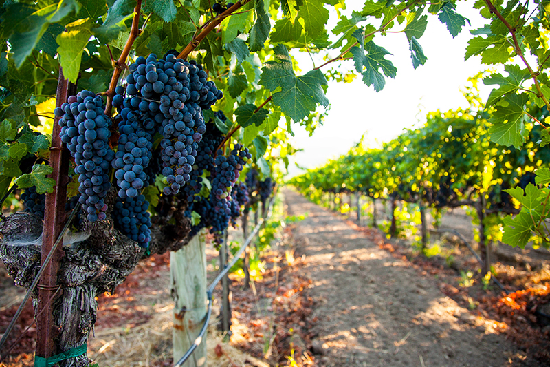 Savor the coast: Laguna Beach’s top wine tasting experiences